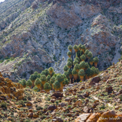 49 Palms Oasis-10