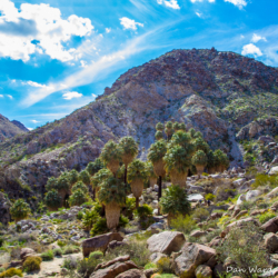 49 Palms Oasis-13