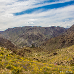 49 Palms Oasis-15