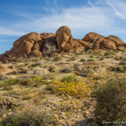 49 Palms Oasis-2