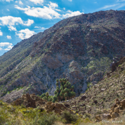 49 Palms Oasis-9