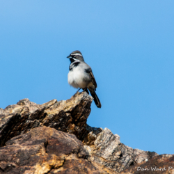 49 Palms Oasis-Black-Throated Sparrow-1