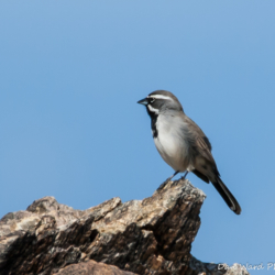 49 Palms Oasis-Black-Throated Sparrow-2
