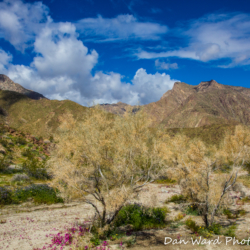 Anza-Borrego Desert State Park-10 (1 of 1)