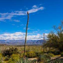 Anza Borrego Springs Desert Park-2 (1 of 1)