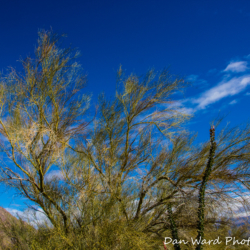 Anza Borrego Springs Desert Park-3 (1 of 1)