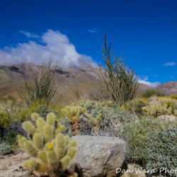 Anza Borrego Springs Desert Park-4 (1 of 1)