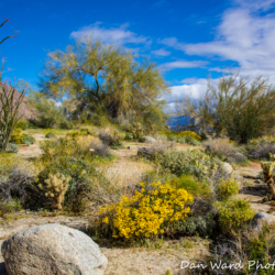 Anza Borrego Springs Desert Park-5 (1 of 1)