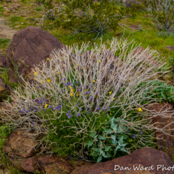 Anza Borrego Springs Desert Park-7 (1 of 1)