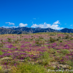 Anza Borrego Superbloom-1 (1 of 1)