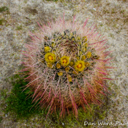 Barrel Cactus-Anza Borrego Springs Desert Park-1 (1 of 1)
