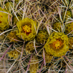 Barrel Cactus-Anza Borrego Springs Desert Park-2 (1 of 1)