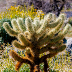 Cholla Cactus-Anza Borrego Springs Desert Park-1 (1 of 1)
