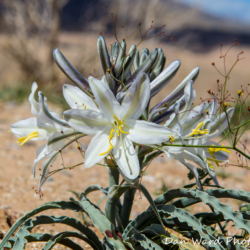 Desert Lily-Anza-Borrego Desert State Park-1 (1 of 1)