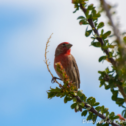 House Finch-Anza Borrego Springs Desert Park-3 (1 of 1)