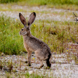 Jack Rabbit-Anza Borrego Springs Desert Park-1 (1 of 1)