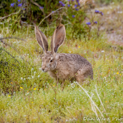 Jack Rabbit-Anza Borrego Springs Desert Park-2 (1 of 1)