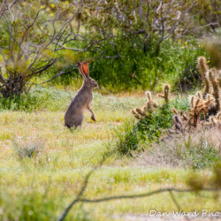 Jack Rabbit-Anza Borrego Springs Desert Park-3 (1 of 1)