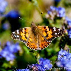 Painted Lady Butterfly-Anza Borrego Springs Desert Park-1 (1 of 1)