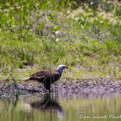 Bald Eagle-Lake Britton-June 2019-6 (1 of 1)