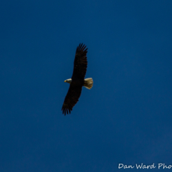 Bald Eagle-Lake Britton-June 2019-7 (1 of 1)