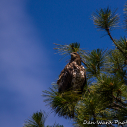 Bald Eagle-Lake Britton-June 2019-8 (1 of 1)