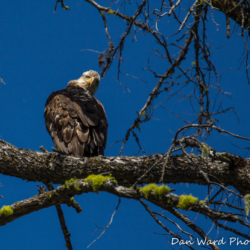 Bald Eagle on Lake Britton-June 2019-1 (1 of 1)