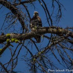 Bald Eagle on Lake Britton-June 2019-2 (1 of 1)