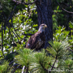 Bald Eagle on Lake Britton-June 2019-3 (1 of 1)