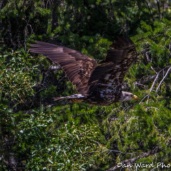 Bald Eagle on Lake Britton-June 2019-4 (1 of 1)