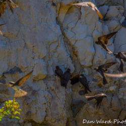 Cliff Swallows-Lake Britton-June 2019-1 (1 of 1)