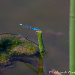 DragonFly-Lake Britton-June 2019-1 (1 of 1)