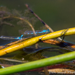 DragonFly-Lake Britton-June 2019-2 (1 of 1)