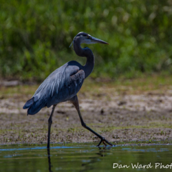 Great Blue Heron-Lake Britton-June 2019-1 (1 of 1)