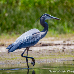 Great Blue Heron-Lake Britton-June 2019-2 (1 of 1)