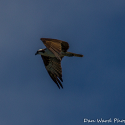 Osprey-Pit River Arm-Lake Britton-June 2019-2 (1 of 1)