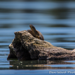 Terrapin-Lake Britton-June 2019-2 (1 of 1)