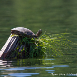 Terrapin on Lake Britton-June 2019-1 (1 of 1)