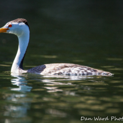 Western Grebe-Lake Britton-June 2019-1 (1 of 1)