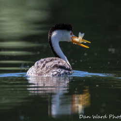 Western Grebe-Lake Britton-June 2019-2 (1 of 1)