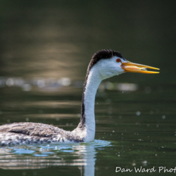 Western Grebe-Lake Britton-June 2019-3 (1 of 1)