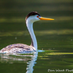 Western Grebe-Lake Britton-June 2019-4 (1 of 1)