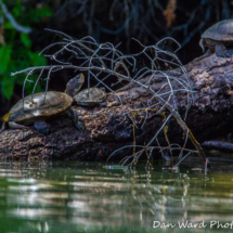 Terrapin Station-July 2019-1 (1 of 1)