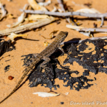 Desert Iguana-Pinacate Bioshpere Reserve-November 2019-1 (1 of 1)