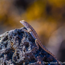Desert Iguana-Pinacate Bioshpere Reserve-November 2019-2 (1 of 1)