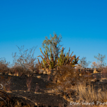 Lava Beds-Schuk Taok Museum-Pinacate Bioshpere Reserve-November 2019-6 (1 of 1)