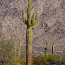 Saguaro Cactus-1 (1 of 1)