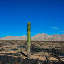 Saguaro-Pinacate Bioshpere Reserve-November 2019-1 (1 of 1)