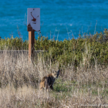 Bobcat On Mendocino Coast-2019-1