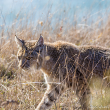 Bobcat On Mendocino Coast-2019-4